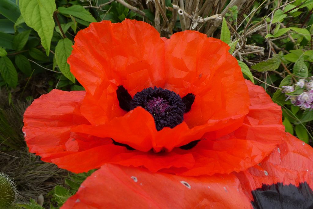Ein unerwartetes Urteil - diese Blume gewann den Titel der schönsten in Europa. Stimmen Sie damit zu? 