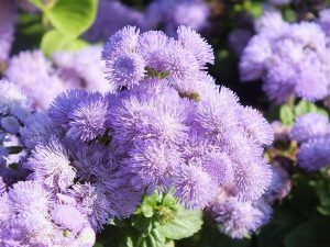Geranium gehört der Vergangenheit an. Jetzt sind die Balkonen mit "flauschigen Pomponings" gefüllt. Blühen Sie bis Frost.