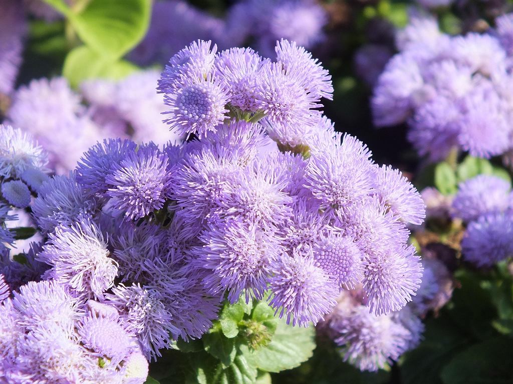 Geranium gehört der Vergangenheit an. Jetzt sind die Balkonen mit "flauschigen Pomponings" gefüllt. Blühen Sie bis Frost. 