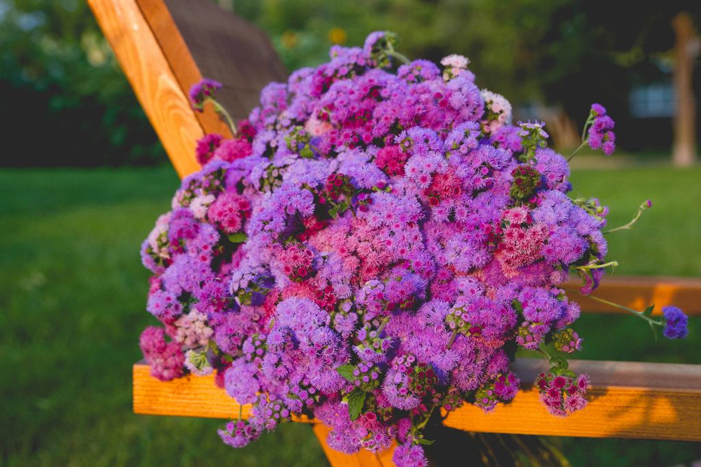 Geranium gehört der Vergangenheit an. Jetzt sind die Balkonen mit erfüllt 