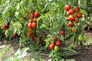 Nur wenige haben von diesem Dünger für Tomaten gehört. Es ist das Geheimnis der Gärtner für reife und saftige Früchte.