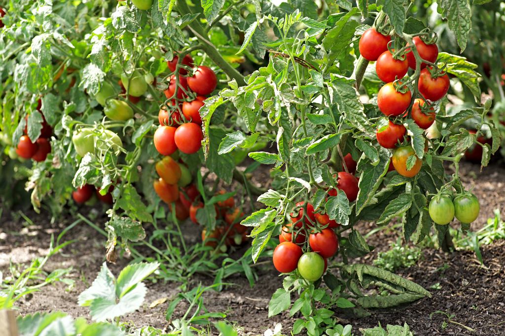 Nur wenige haben von diesem Dünger für Tomaten gehört. Es ist das Geheimnis der Gärtner für reife und saftige Früchte. 