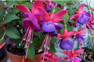 Das Kaffeegelände arbeitete auf, also mache ich hausgemachtes Dünger und gieße es mit Fuchsia. Eine Million rosa Glocken blühen.