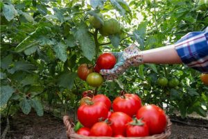 Tolle Möglichkeit, süße Tomaten zu bekommen. Einfach das Bewässerung reduzieren. Beobachten Sie diesen Plan