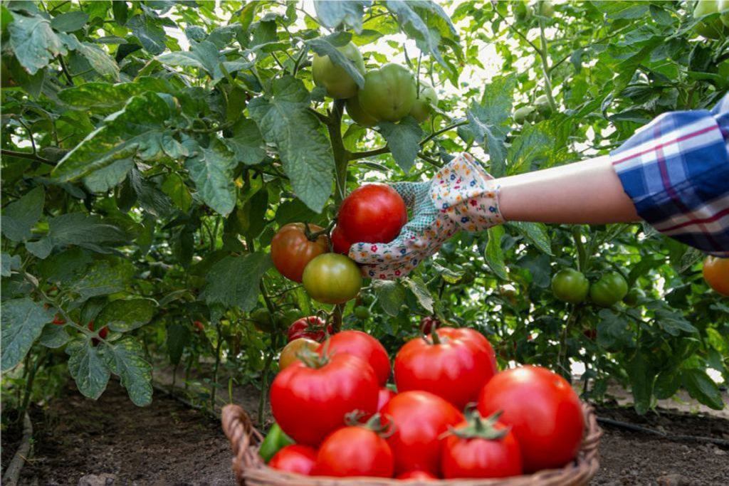 Tolle Möglichkeit, süße Tomaten zu bekommen. Einfach das Bewässerung reduzieren. Beobachten Sie diesen Plan 