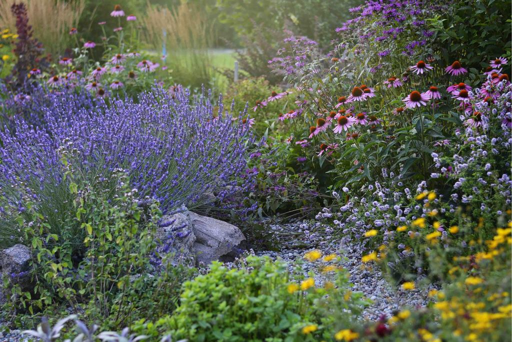 Diese schönen Stauden blühen den ganzen Sommer. Farbenkaskaden überfluten Ihre Blumenbeete.