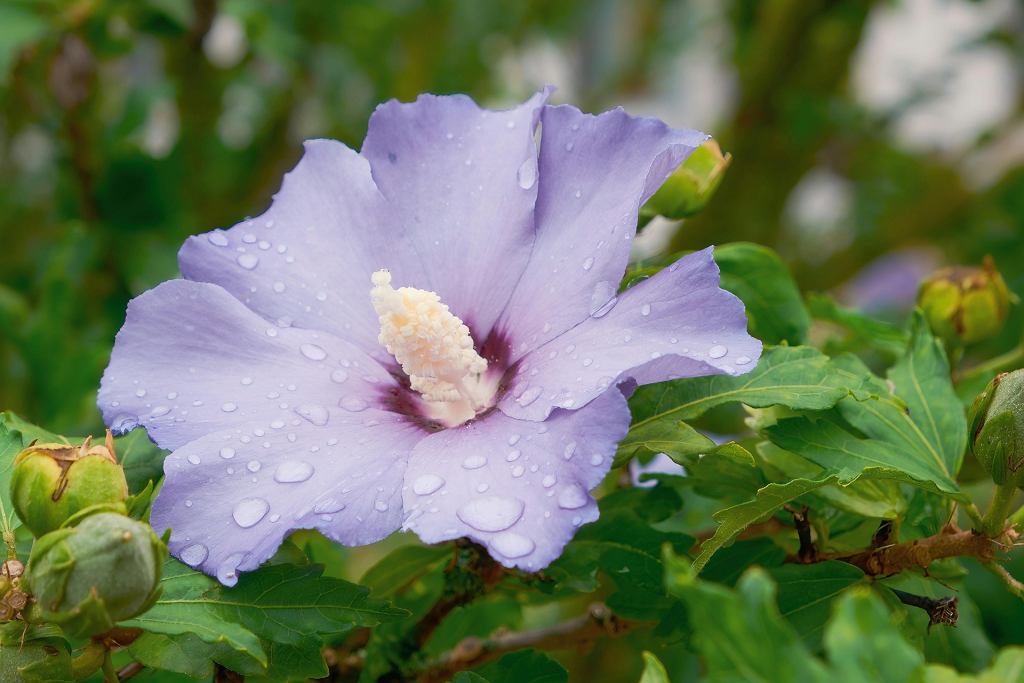 Vergiss die Hortensien. Diese Blume blüht bis zum Herbst. Märchenknospen erstrecken sich durch den Garten. 