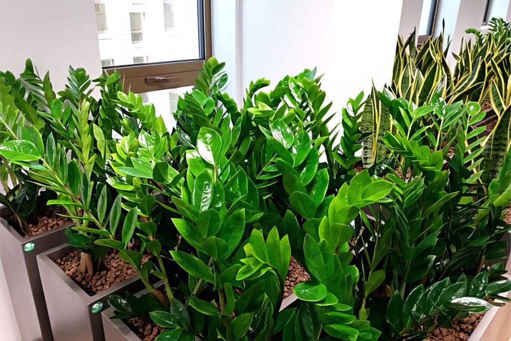 Bereiten Sie Knoblauchdünger vor und gießen Sie diese Blume ein. Die Blätter wachsen einzeln. 
