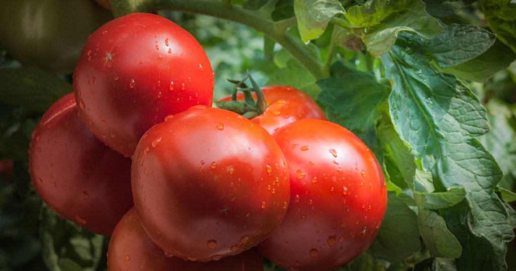 Der Nachbar besprüht Tomaten damit. Sein Gemüsegarten platzt an den Nähten