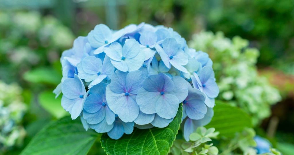 Möchten Sie, dass Hortensie schöne blaue Blumen hat? Alles was Sie tun müssen, ist damit zu schlafen