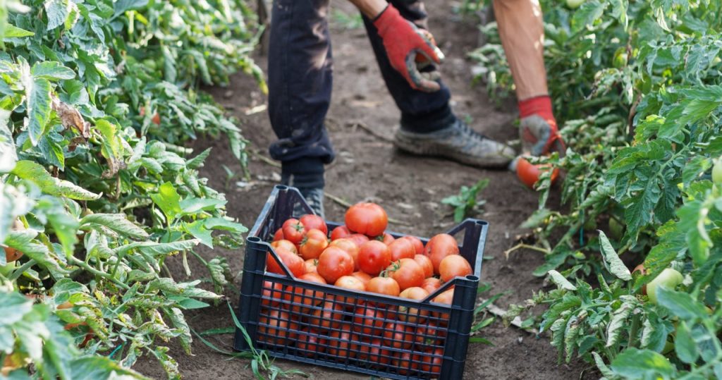 Ein wichtiger Moment für Tomaten ist sich näher. Diese Behandlung ist eine Prämie