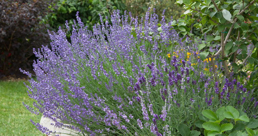 Es ist Zeit, Lavendel zu schneiden. Mach es genau so und werde jahrelang blühen