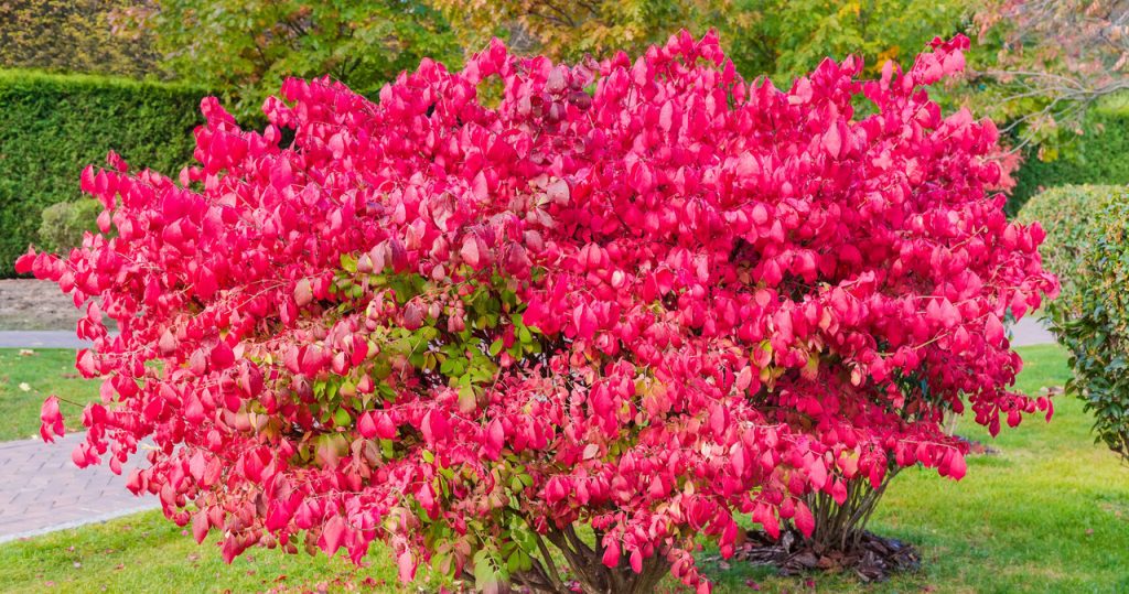 Schöner als eine Tuja und weniger anspruchsvoll als ein Buchsbaum. Pflanze ideal für eine Hecke