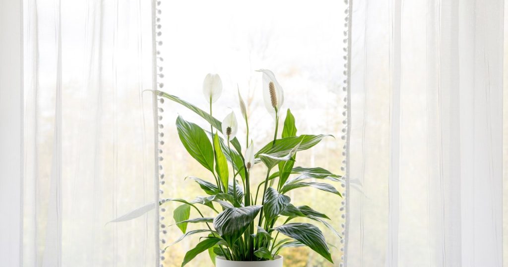 Im Juli ziehen Sie diese geflügelte Blume an. In einer schnellen Veröffentlichung neuer Blätter und Knospen