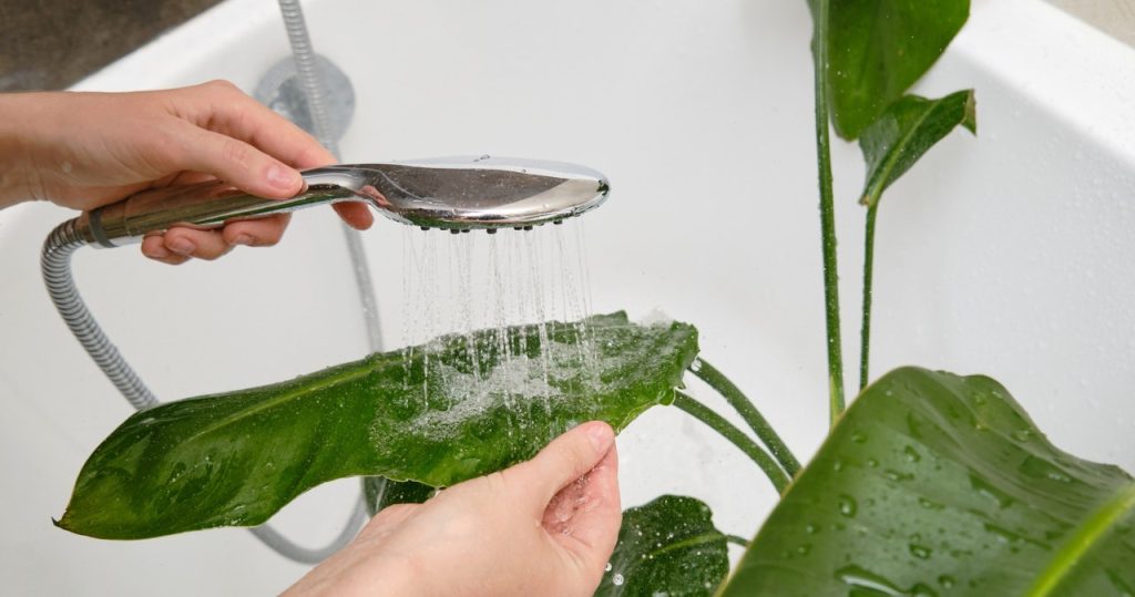 Waschen Sie diese Topfpflanzen nicht und bestreuen Sie nicht auch im Sommer. Sie werden sie schnell zerstören