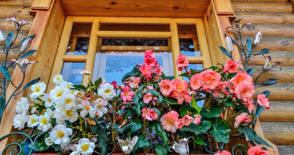 Achten Sie darauf, dass Sie Ihre Begonien damit gießen. Ihr Balkon wird für viele Monate in neuen Blüten ertrinken