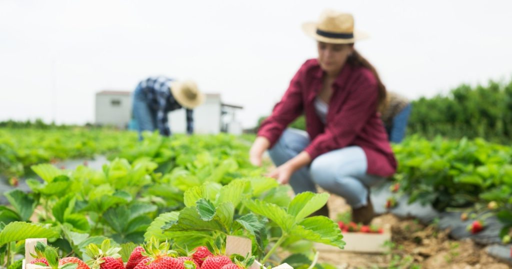 Mach es diesen Monat mit Erdbeeren. Nächstes Jahr sammeln Sie doppelte Erträge