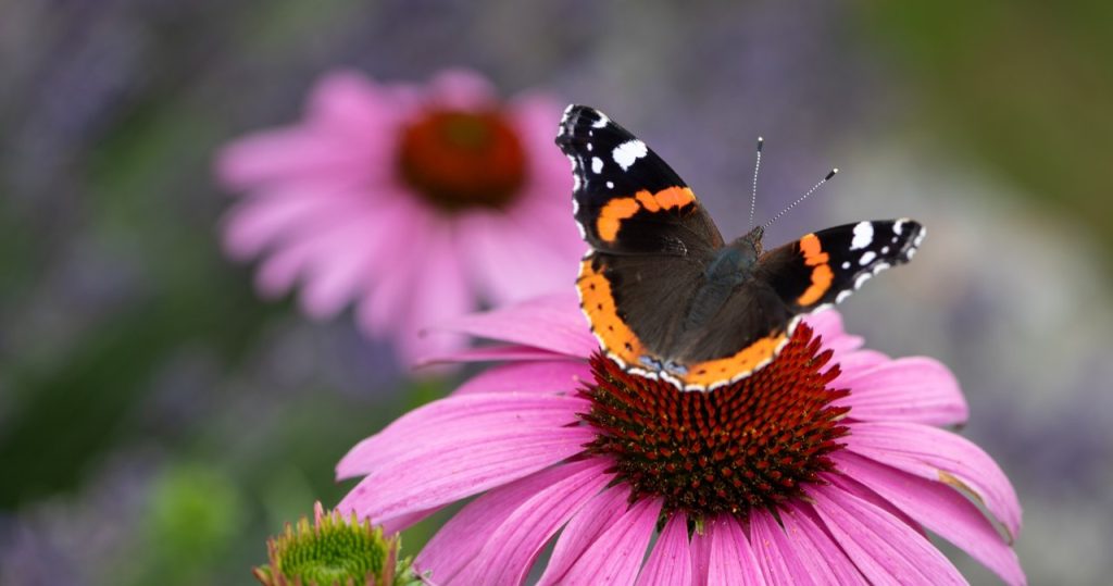 Sie wissen gar nicht, wie gesund diese Pflanze ist. Außerdem wird sie den Balkon mit tausenden von Blumen schmücken