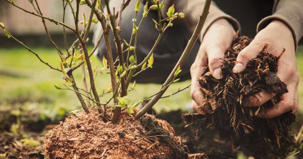 Machst du es beim Pflanzen von Blaubeeren? Sie können nicht auf Obst zählen