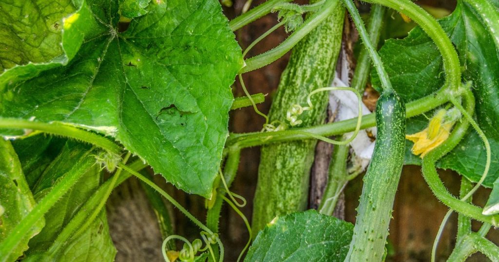 Sehen Sie solche Triebe auf Gurkenbüschen? Bevor Sie sie entfernen, lesen Sie