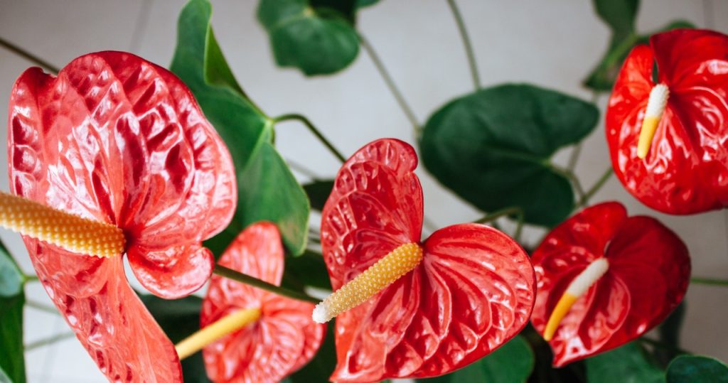Schneiden Sie das Anthurium nur auf diese Weise ab. Sie werden die ganze Pflanze anders zerstören