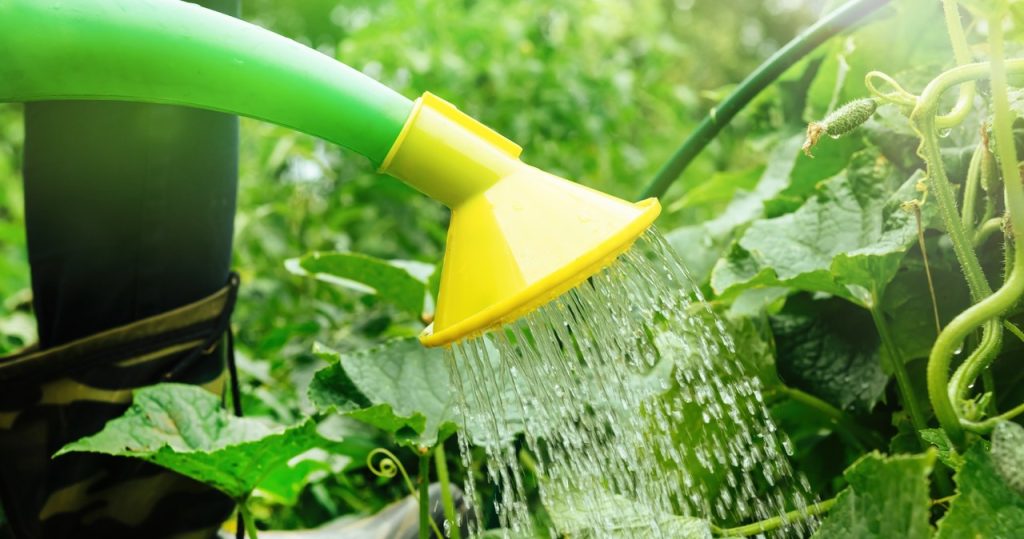 Im Sommer Wassergurken nur auf diese Weise. Ein Fehler und sie werden alle fangen zu verrotten
