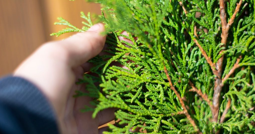 Die Thujen werden dicht und widerstandsfähig gegen Krankheiten sein. Allerdings müssen Sie dies noch im Juli tun