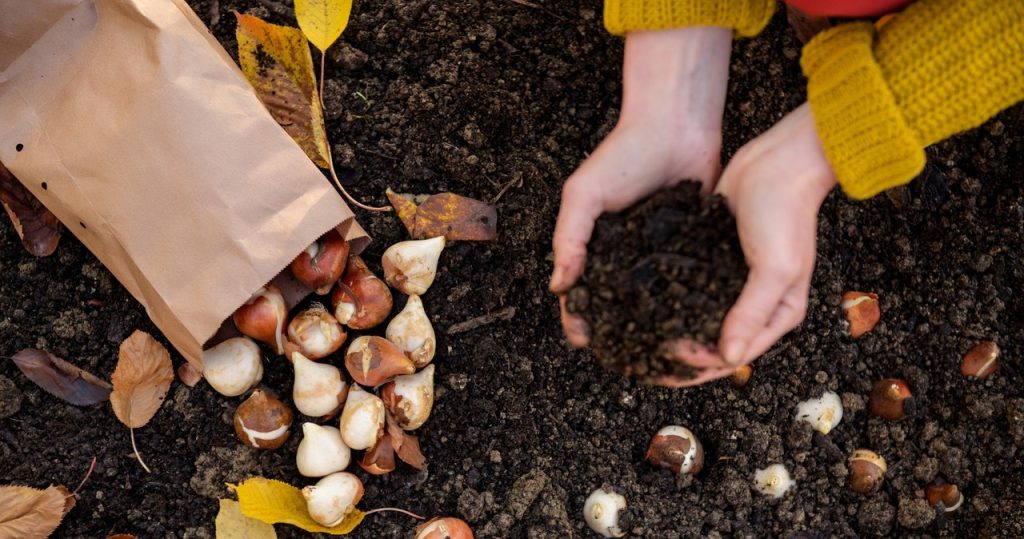Stellen Sie sicher, dass Sie sie im August pflanzen. Im Frühjahr wird Ihr Garten Ihre Nachbarn erfreuen