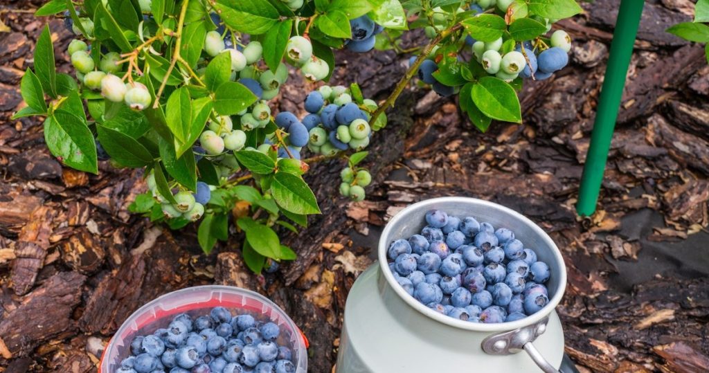 Mach es jetzt mit amerikanischer Blaubeere. In einem Jahr sammeln Sie Früchte mit Eimern