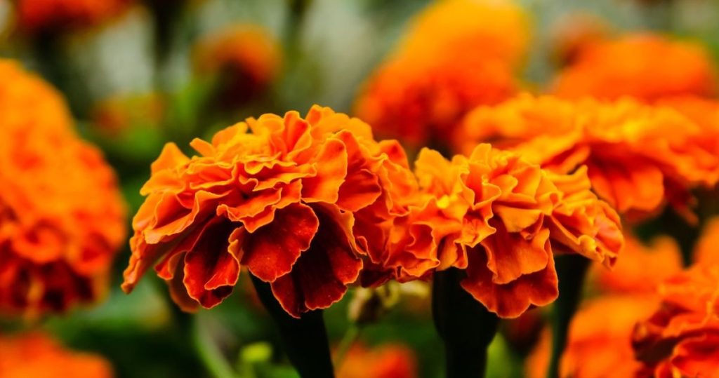 Sie sagen, diese Blumen sind gepanzert. Sie haben niedrige Anforderungen und blühen viele Monate lang