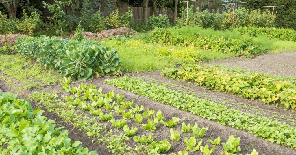 Gute Nachrichten für die Spät. Dieses Gemüse kann im Juli gesät werden