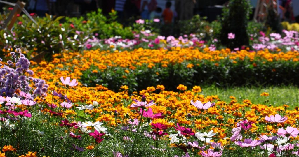 Sie können diese Blumen im Juli säen. Der Garten wird den ganzen Herbst bunt sein