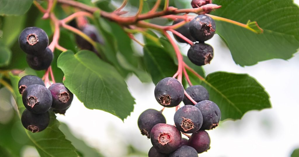 Es ähnelt amerikanischer Blaubeere und ist viel einfacher zu wachsen. Wie kann man sich um sie kümmern?