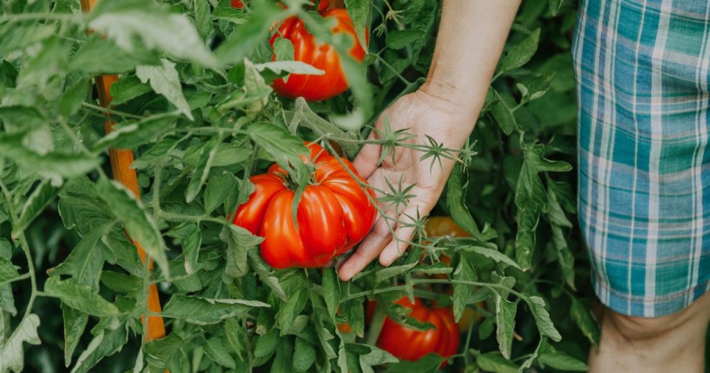 Wirfst du von Tomaten gebrochene Blätter? Es ist ein Fehler. Ja, Sie können sie verwenden