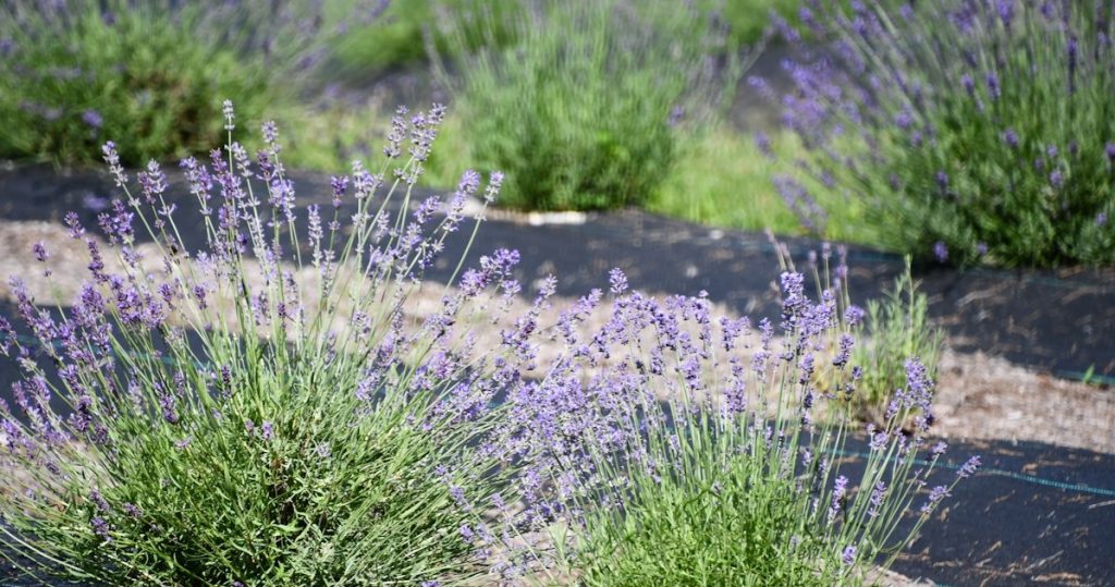 Schneiden Sie Lavendel nach der Blüte? Seien Sie vorsichtig, 1 Fehler und wird zum Müll gehen