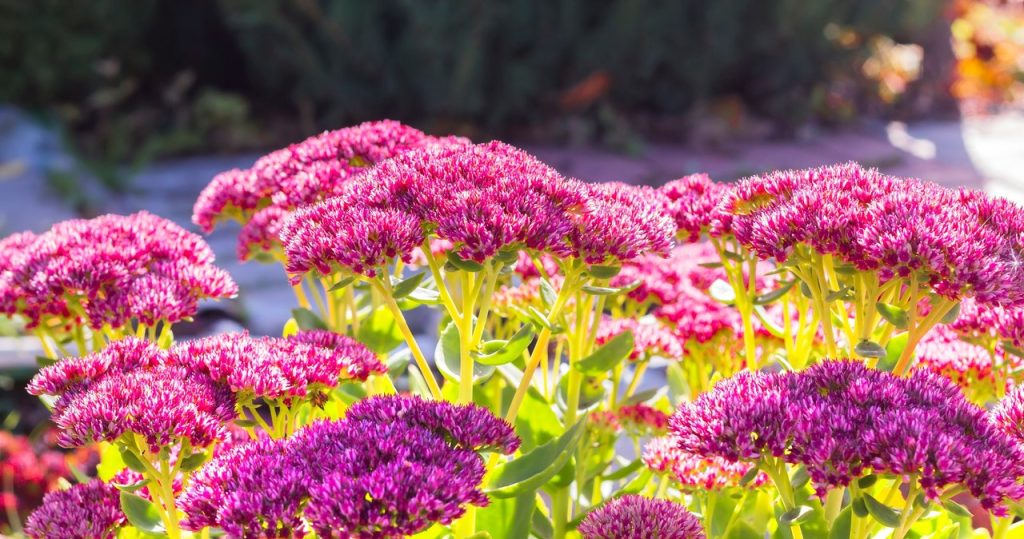 Diese Blumen werden jede Dürre überleben. Die Schnecken haben Angst davor