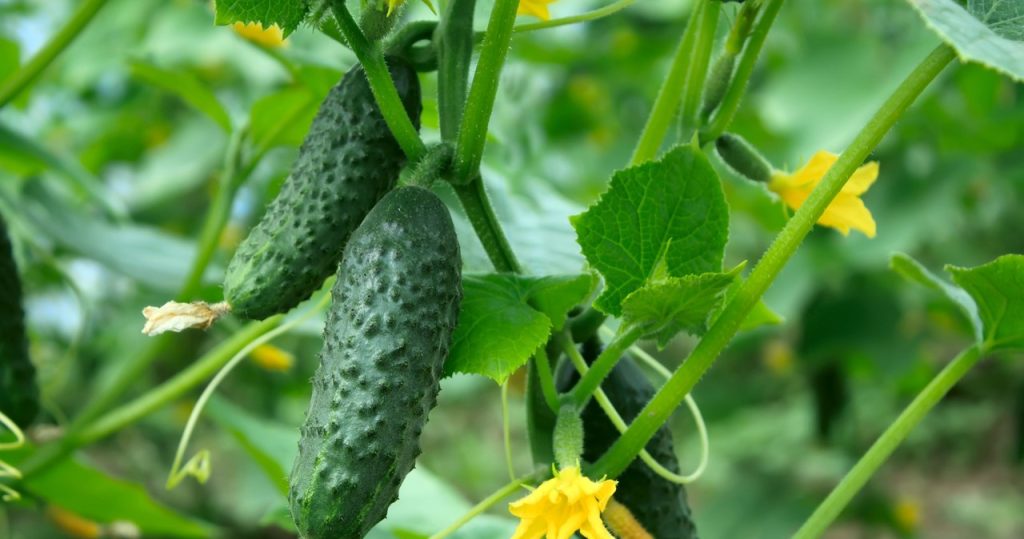 Kaufen Sie in der Apotheke und sprühen Sie die Gurken. Farbige Blätter verschwinden und die Gurken werden groß und lecker sein