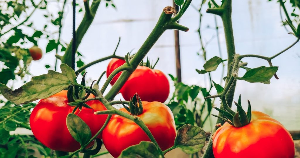 Die Tomaten der Tomaten brechen noch? Unterstützen Sie sie auf diese Weise anstelle von Polen