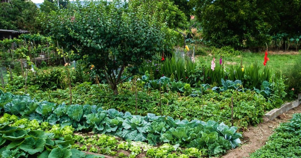 Mach es mit Pflanzen bei heißem Wetter. Der Garten wird sich nicht in eine Wüste verwandeln