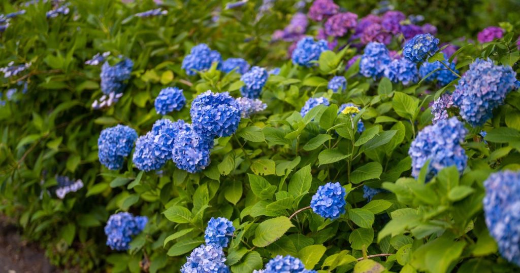 Verwenden Sie diesen Dünger nicht für Hortensien. Es kann die Farbe der Blumen zerstören