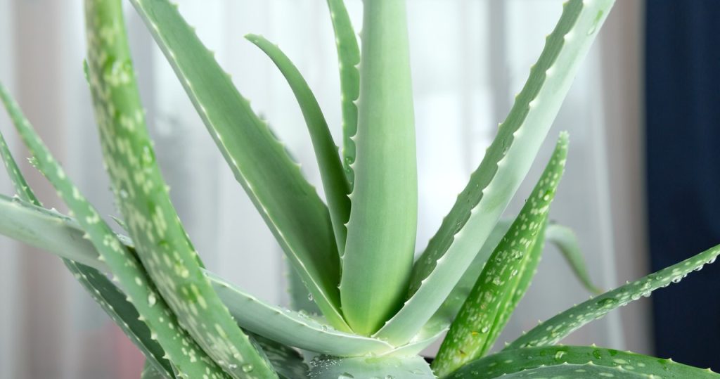 Aloe hat weiche und verblasste Blätter? Sie haben wahrscheinlich diesen weit verbreiteten Fehler gemacht