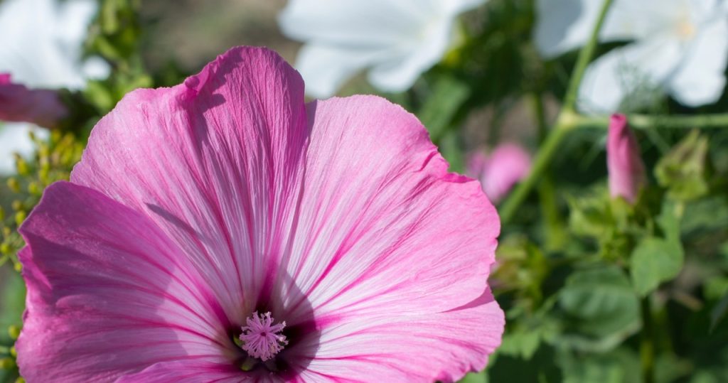 10 -mal schöner als surfen. Platz im Juli und rosa Blumen werden alle erfreuen