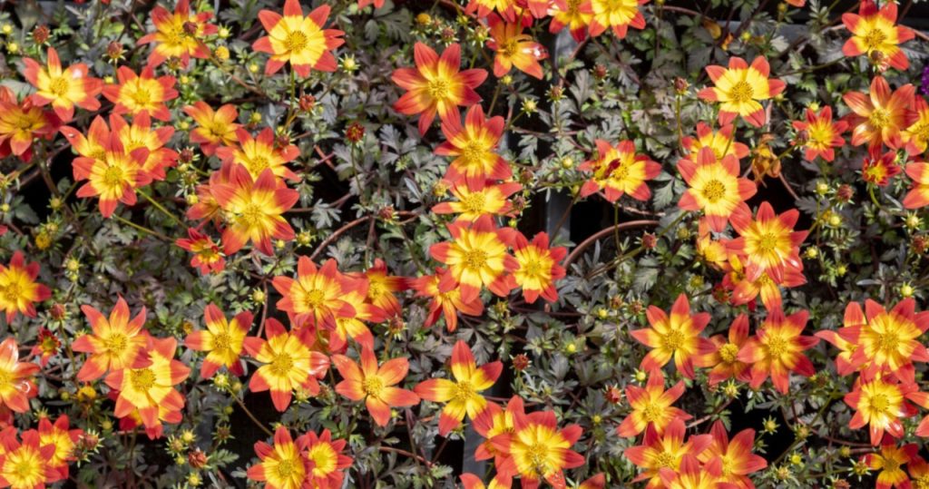 Dies ist die schönste Pflanze für den Balkon. Töpfe schießen einen goldenen Regen von Blumen
