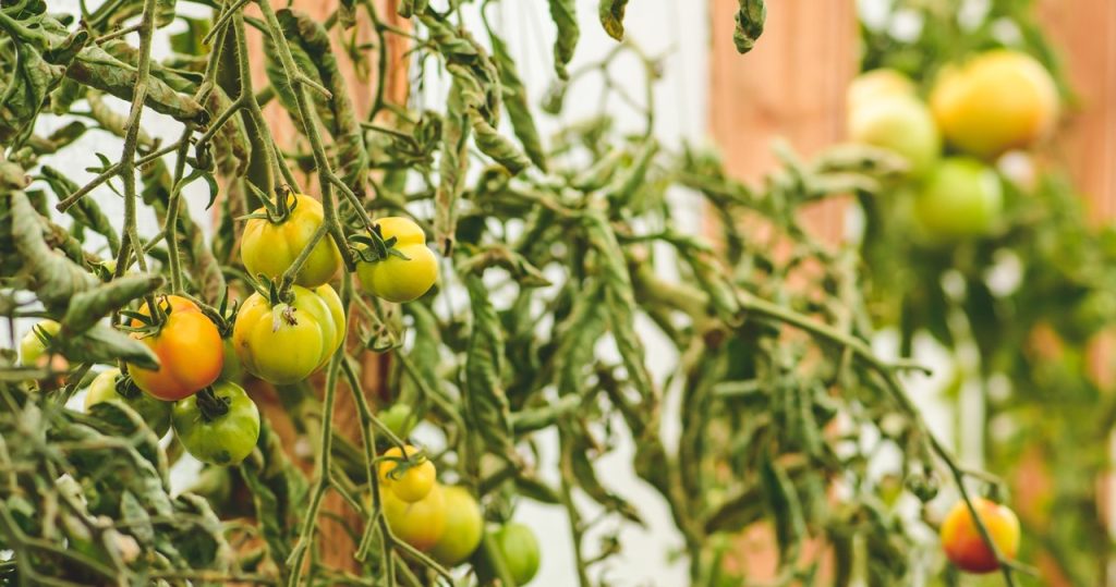 Ihre Tomaten sehen so aus? Dies ist ein Zeichen dafür, dass sie Rettung brauchen