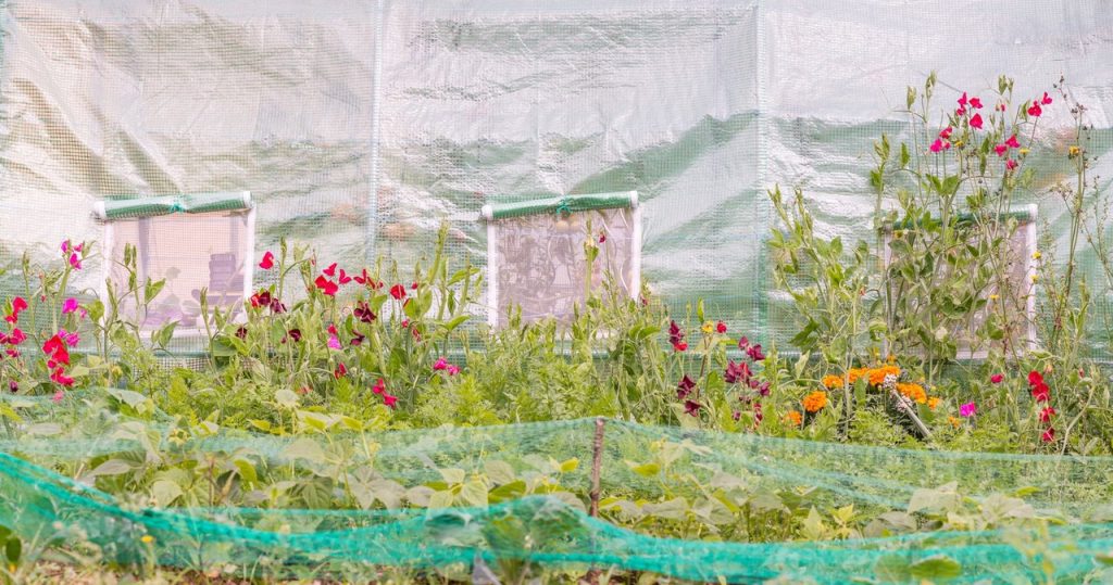Teilen Sie es über den Gemüsegarten. Sie schützen die Erträge vor Dürre
