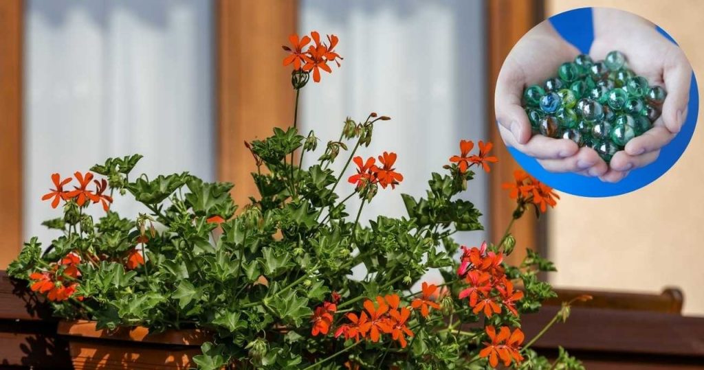 Legen Sie jeden Topf auf den Balkon. Die Blumen werden nicht einmal an den heißesten Tagen verdorren