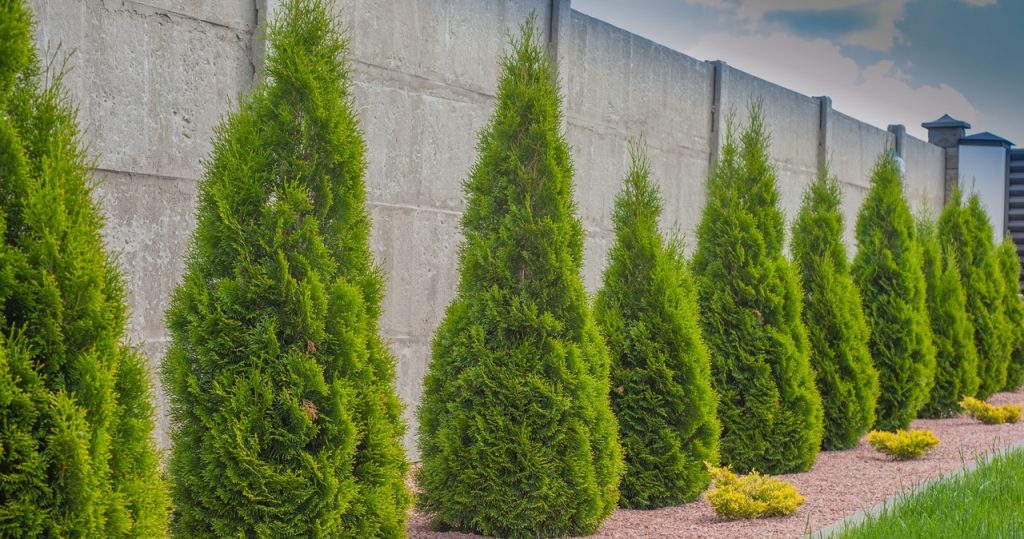 Mach es nicht mit Thuja bei heißem Wetter. Sie werden sie sehr verletzen