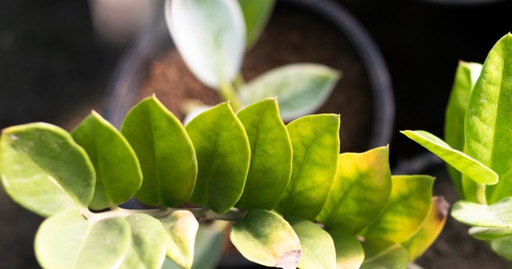 Die Unterkunftsblätter werden gelb? Der Florist schlägt vor, ihn zu retten