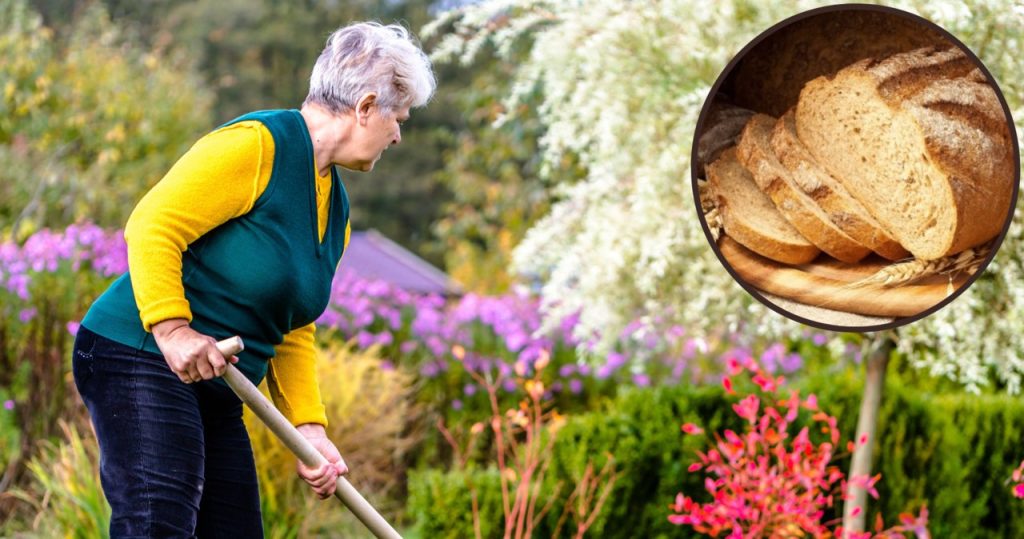 Anstatt Brot abgestanden zu werfen, bringen Sie es in den Garten. Die Anzahl der Pflanzen wird Sie überraschen