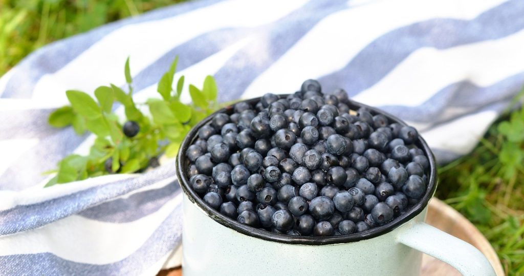 Eve getirdikten sonra yaban mersini ile mi yapıyorsun? Bu kadar çabuk kırılmalarına şaşırma